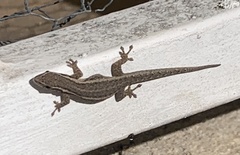 Lygodactylus capensis
