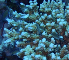 Chromis flavaxilla