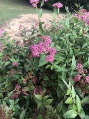 Spiraea