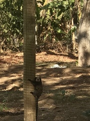 Callithrix geoffroyi