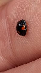 Exochomus quadripustulatus