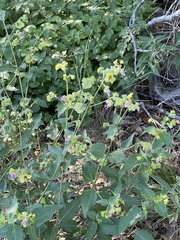 Mirabilis nyctaginea