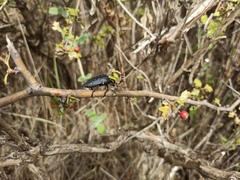 Capnodis tenebrionis
