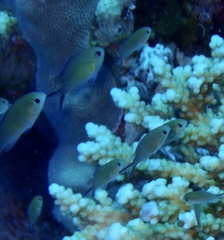 Chromis flavaxilla