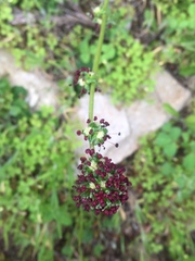 Acaena trifida