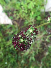 Acaena trifida