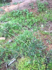 Acaena trifida