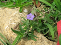 Ruellieae