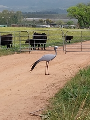 Anthropoides paradiseus