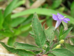 Ruellieae