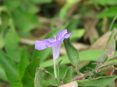 Ruellieae