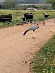Anthropoides paradiseus