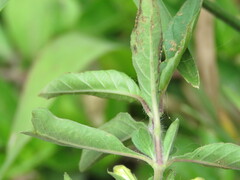 Ruellieae