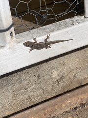 Lygodactylus capensis