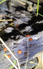 Scutellinia