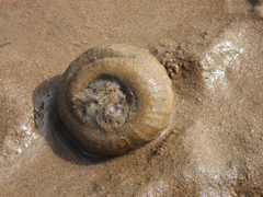 Paracondylactis sinensis