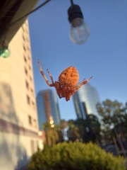 Araneus gemma