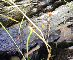 Scutellinia