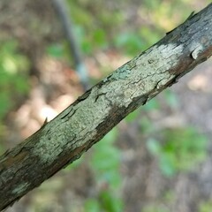 Pertusaria xanthodes