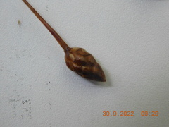 Xyris difformis