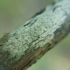 Pertusaria xanthodes