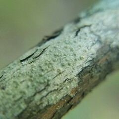 Pertusaria xanthodes