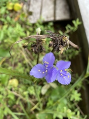 Tradescantia ohiensis
