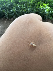 Hentzia
