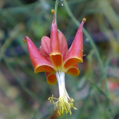Aquilegia eximia