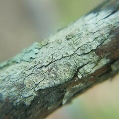 Pertusaria xanthodes