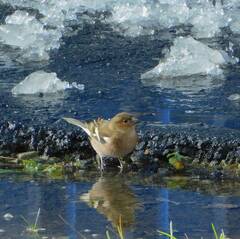 Fringilla coelebs