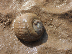 Paracondylactis sinensis