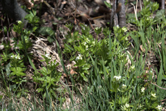 Galium odoratum