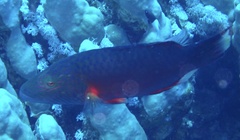 Oxycheilinus digramma