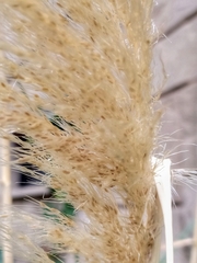 Cortaderia selloana