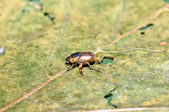 Euoniticellus fulvus