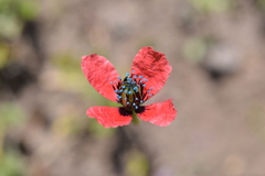 Papaver hybridum