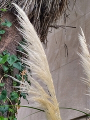 Cortaderia selloana