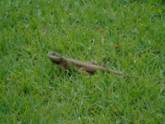 Tropidurus