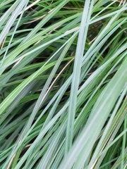 Cortaderia selloana