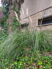 Cortaderia selloana