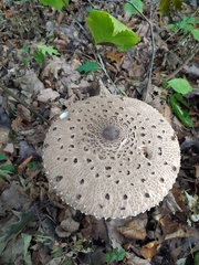Macrolepiota procera