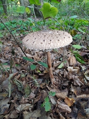 Macrolepiota procera