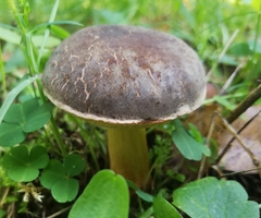 Xerocomellus chrysenteron