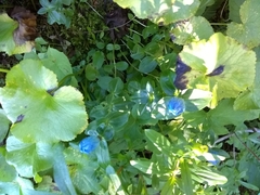 Gentiana platypetala