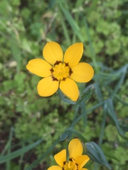 Sisyrinchium graminifolium