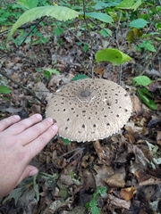 Macrolepiota procera