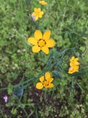 Sisyrinchium graminifolium