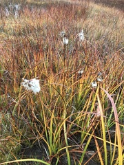 Eriophorum angustifolium