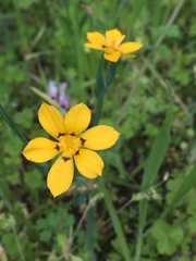 Sisyrinchium graminifolium